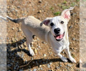 Labrador Retriever Dogs for adoption in Bryant, AR, USA