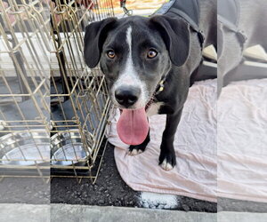 Mutt Dogs for adoption in White Bluff, TN, USA