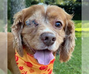 Cocker Spaniel Dogs for adoption in Arlington, VA, USA