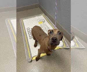 Great Dane-Unknown Mix Dogs for adoption in Las Vegas, NV, USA