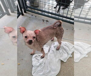 Chihuahua-Unknown Mix Dogs for adoption in Mooresville, NC, USA