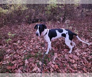 Great Dane Dogs for adoption in Binghamton, NY, USA