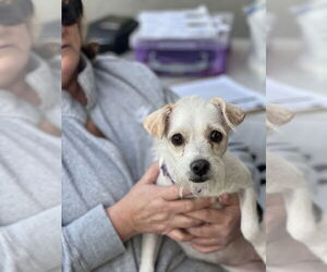 Chihuahua-Unknown Mix Dogs for adoption in Dana Point, CA, USA