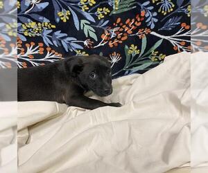 Labrador Retriever-Unknown Mix Dogs for adoption in Modesto, CA, USA