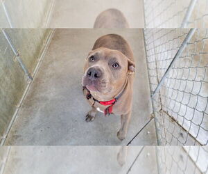 American Pit Bull Terrier Dogs for adoption in La Porte, IN, USA