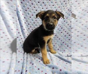 German Shepherd Dog-Unknown Mix Dogs for adoption in Conroe, TX, USA
