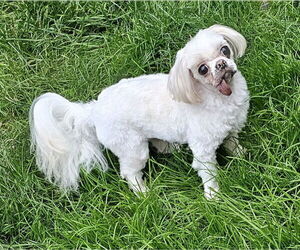 Shih Tzu-Unknown Mix Dogs for adoption in Olalla, WA, USA
