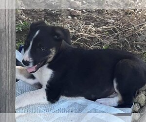 Australian Shepherd-Collie Mix Dogs for adoption in Scottsboro, AL, USA