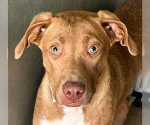 Mutt Dogs for adoption in Canton, CT, USA