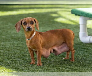 Dachshund Dogs for adoption in Pasadena, CA, USA