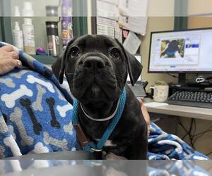 American Staffordshire Terrier-Unknown Mix Dogs for adoption in Pasadena, CA, USA