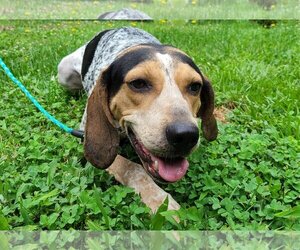 Coonhound Dogs for adoption in Find us on Facebook- MARS of Illinois, Murphysboro, IL, USA