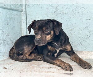 Beagle Dogs for adoption in Ocala, FL, USA