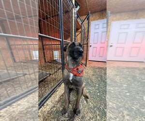 Mutt Dogs for adoption in Imlay City, MI, USA