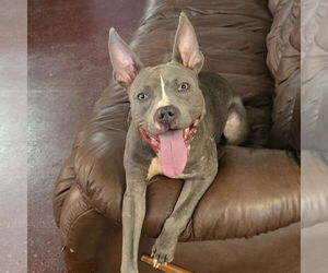 American Pit Bull Terrier Dogs for adoption in Fargo, ND, USA