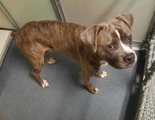 Boxer Dogs for adoption in Glen Allen, VA, USA