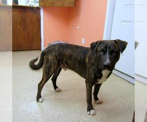 Boxador Dogs for adoption in York, SC, USA