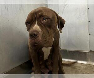 Mastiff Dogs for adoption in San Bernardino, CA, USA