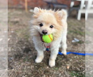 Pomeranian Dogs for adoption in Boston, MA, USA