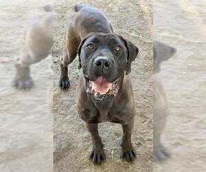 Mutt Dogs for adoption in Riverside, CA, USA
