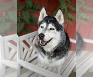 Small Siberian Husky