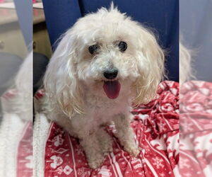 Poodle (Miniature) Dogs for adoption in Plano, TX, USA