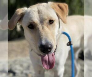 Sheprador Dogs for adoption in San Diego, CA, USA