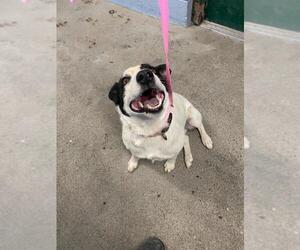 Border Collie-Unknown Mix Dogs for adoption in Woodland, CA, USA