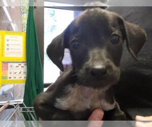 Labrador Retriever-Unknown Mix Dogs for adoption in Tulsa, OK, USA