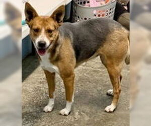 Beagle-Unknown Mix Dogs for adoption in Evansville, IN, USA