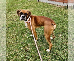 Boxer Dogs for adoption in Dumont, NJ, USA