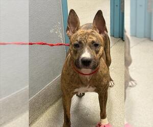 American Pit Bull Terrier-Unknown Mix Dogs for adoption in Las Vegas, NV, USA