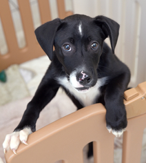 Sheprador Dogs for adoption in Chattanooga, TN, USA