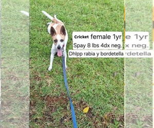 Rat-Cha Dogs for adoption in Virginia Beach, VA, USA