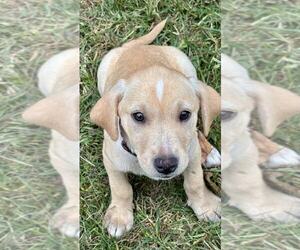 Labrador Retriever-Unknown Mix Dogs for adoption in Mechanicsburg, PA, USA