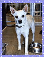 Chihuahua Dogs for adoption in San Jacinto, CA, USA