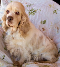 Small Clumber Spaniel