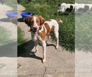 Brittany Dogs for adoption in Curwensville, PA, USA