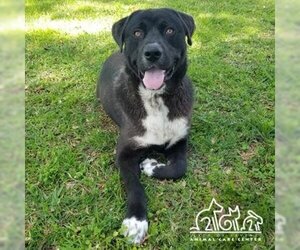 Labrador Retriever-Unknown Mix Dogs for adoption in Irvine, CA, USA