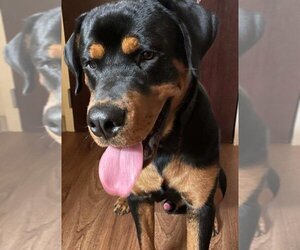 Rottweiler Dogs for adoption in Tustin, CA, USA