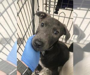 Labrador Retriever-Unknown Mix Dogs for adoption in Conroe, TX, USA