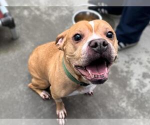 Boxador Dogs for adoption in Fort Collins, CO, USA