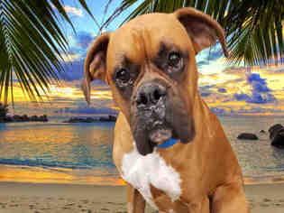 Boxer Dogs for adoption in Fairfield, CA, USA