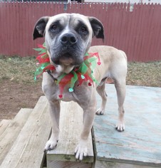 American Bulldog Dogs for adoption in Franklin, TN, USA