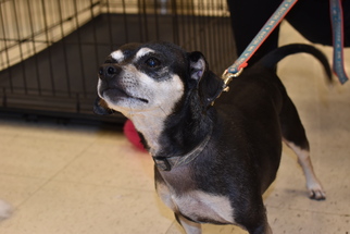 Chiweenie Dogs for adoption in Woodbridge, VA, USA