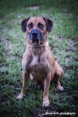 Small Black Mouth Cur-Catahoula Leopard Dog Mix