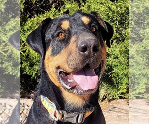 Chinese Shar-Pei-Rottweiler Mix Dogs for adoption in Albuquerque, NM, USA