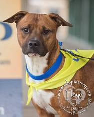 Bullboxer Pit Dogs for adoption in Newport, KY, USA