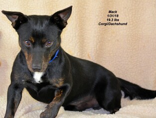 Dorgi Dogs for adoption in Bon Carbo, CO, USA
