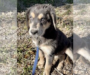 Bernese Mountain Dog Dogs for adoption in San Antonio, TX, USA